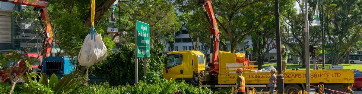 Tree Maintenance Services