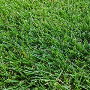 #1 Grass Turfing in Singapore | Artificial Carpet Grass Service