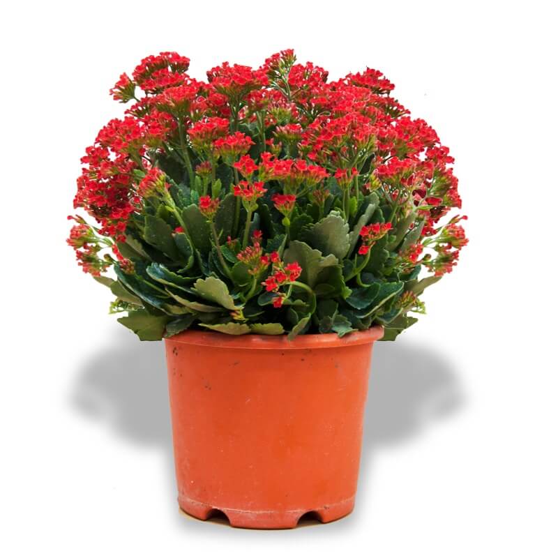 Kalanchoe | Prince's Landscape Pte. Ltd.