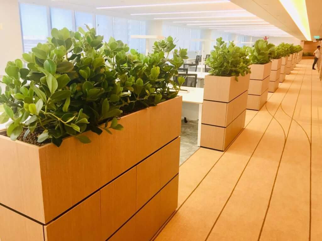 Corporate Plant Rental | SMRT - 5