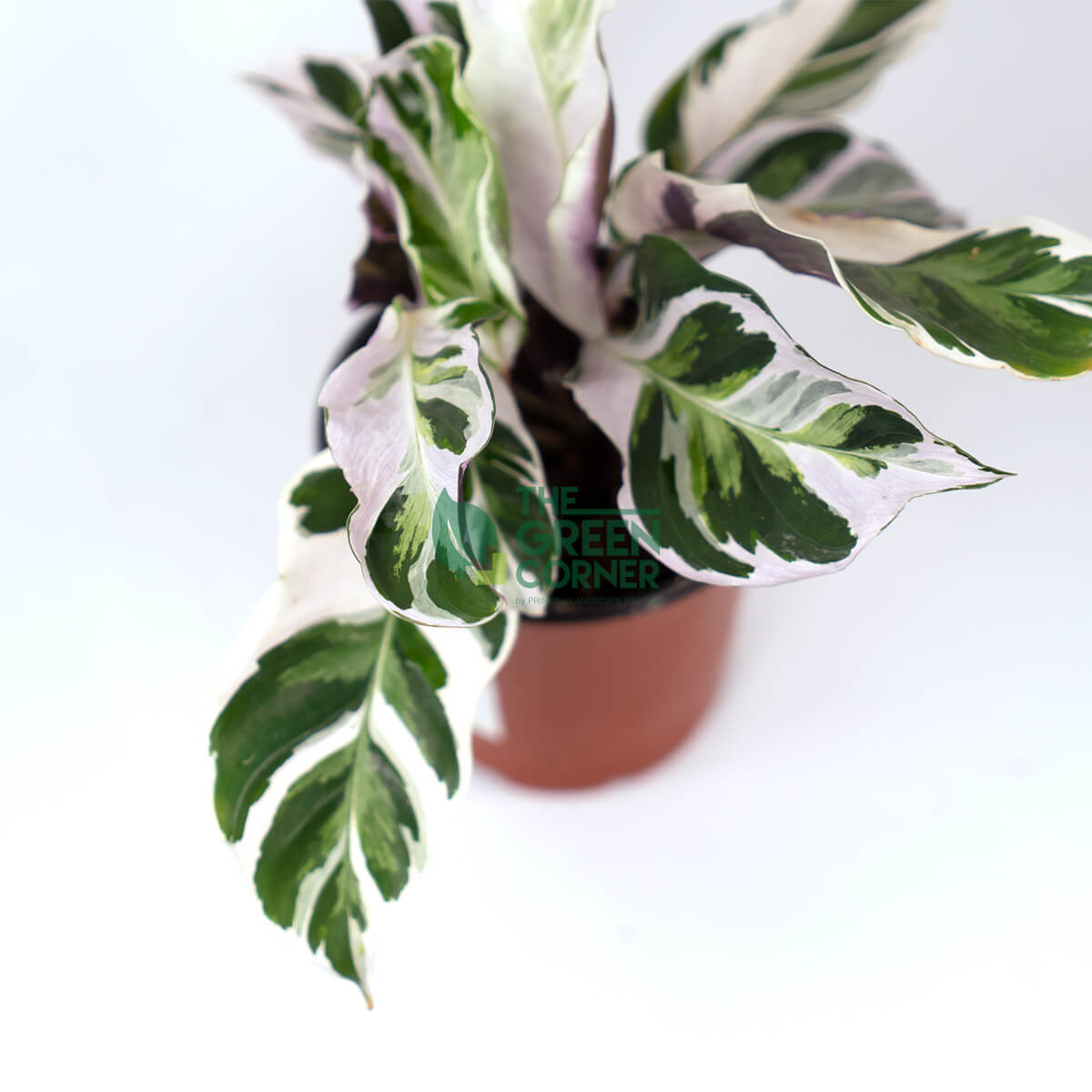  Calathea  White Fusion Pot 100mm Prince s Landscape Pte Ltd 