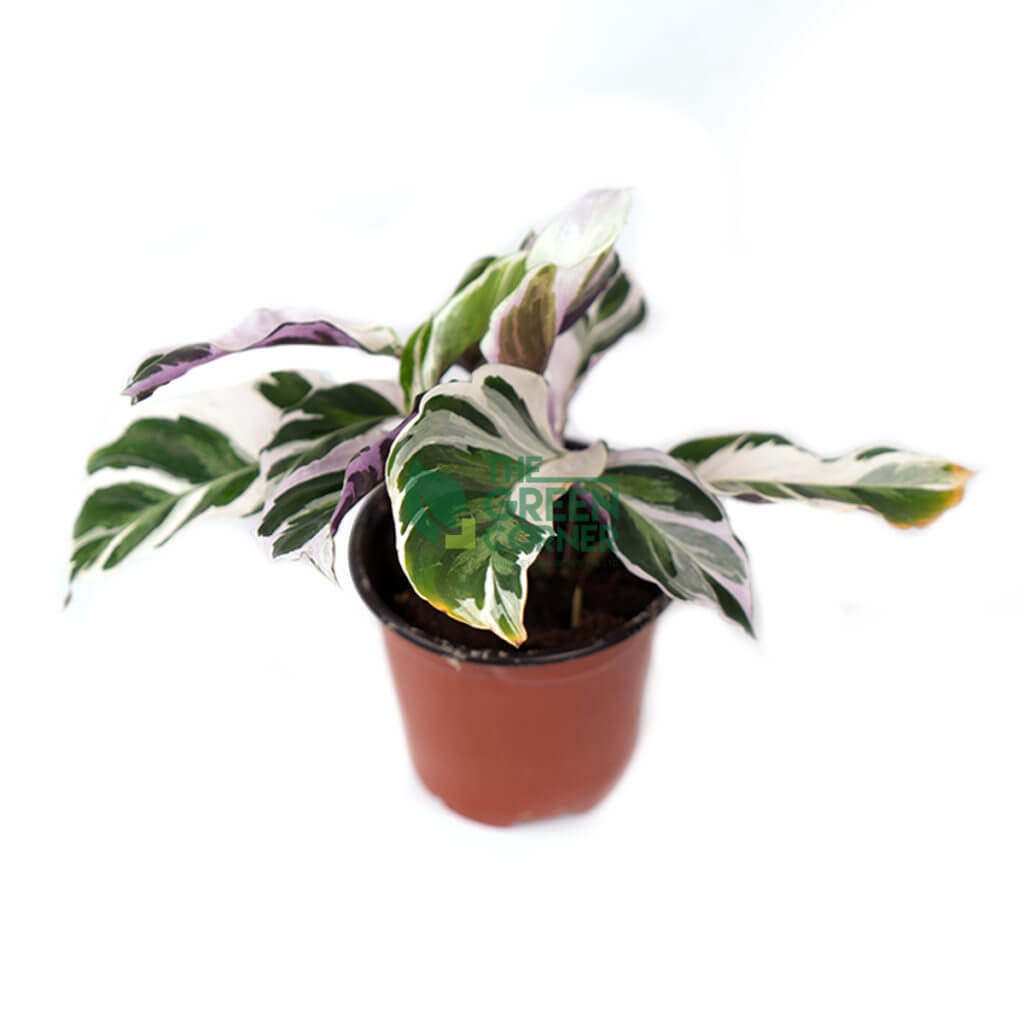  Calathea  White Fusion Pot 100mm Prince s Landscape Pte Ltd 