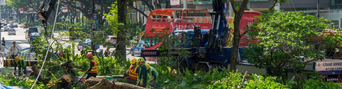 Tree planting Singapore