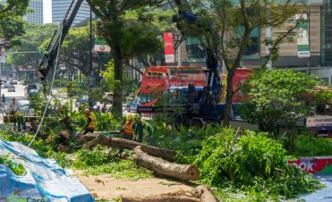 Tree planting Singapore